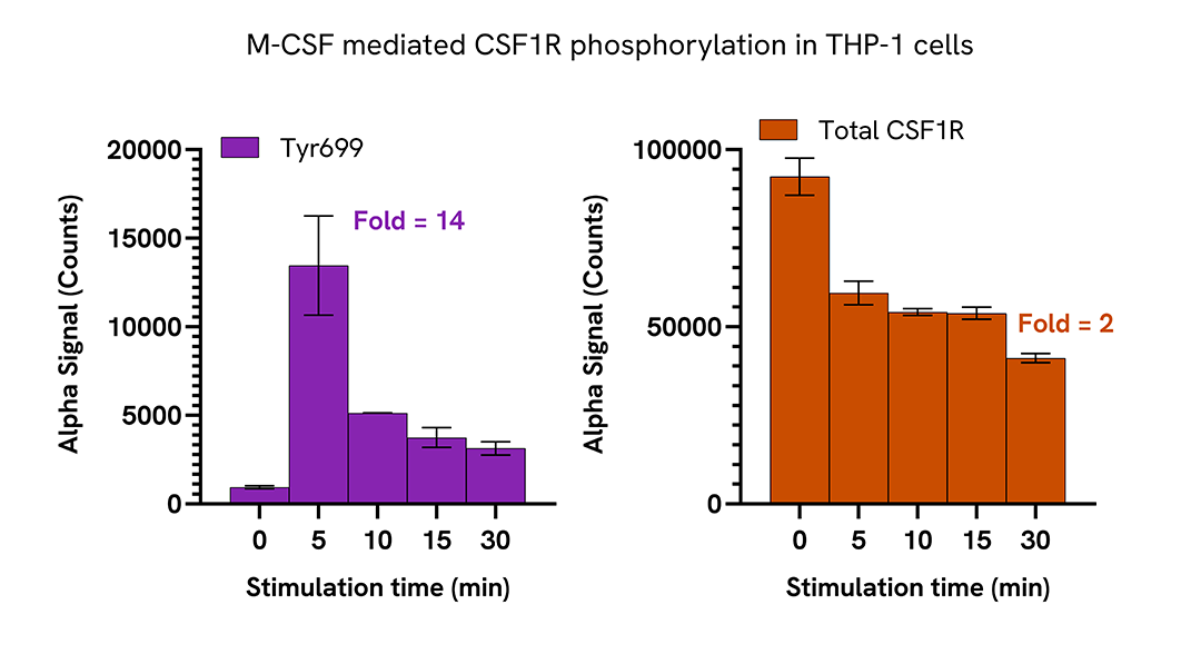 Induction of CSF1R phosphorylation in various cell types