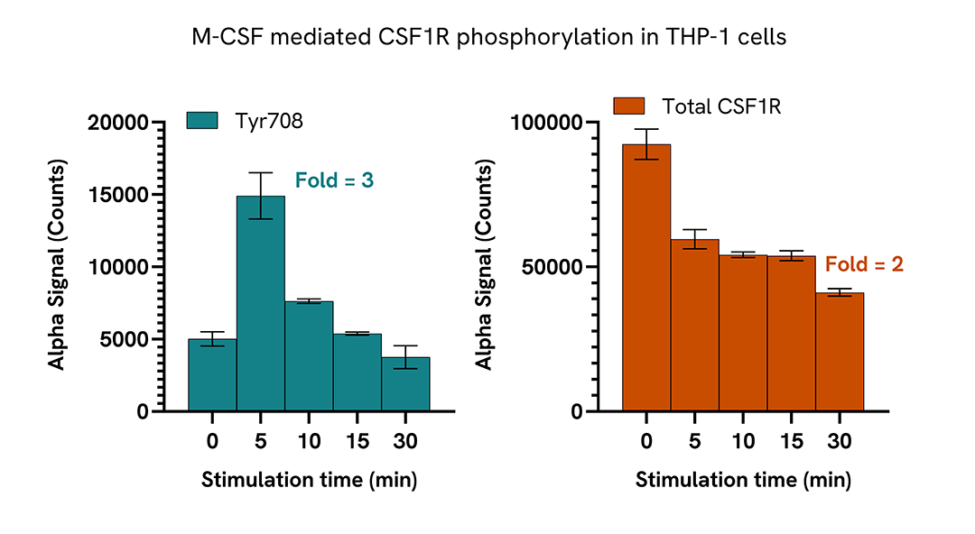Induction of CSF1R phosphorylation in various cell types