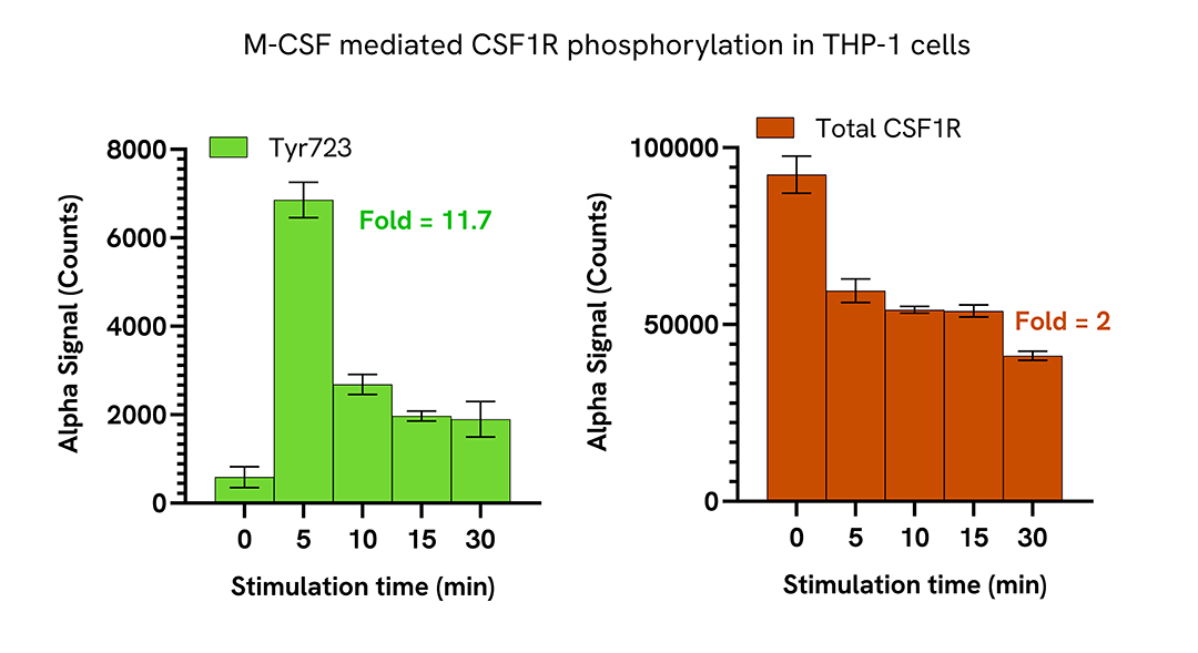 Induction of CSF1R phosphorylation in various cell types