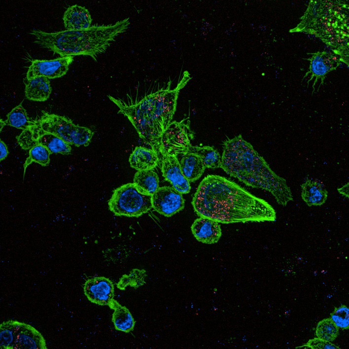 Macrophages imaged on the Operetta CLS high-content analysis system.