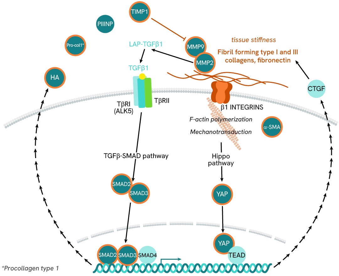img mash masld webpage illustration 15