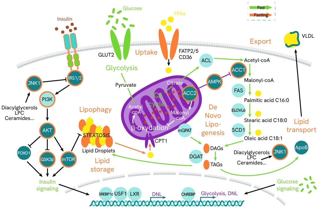 img mash masld webpage illustration 3