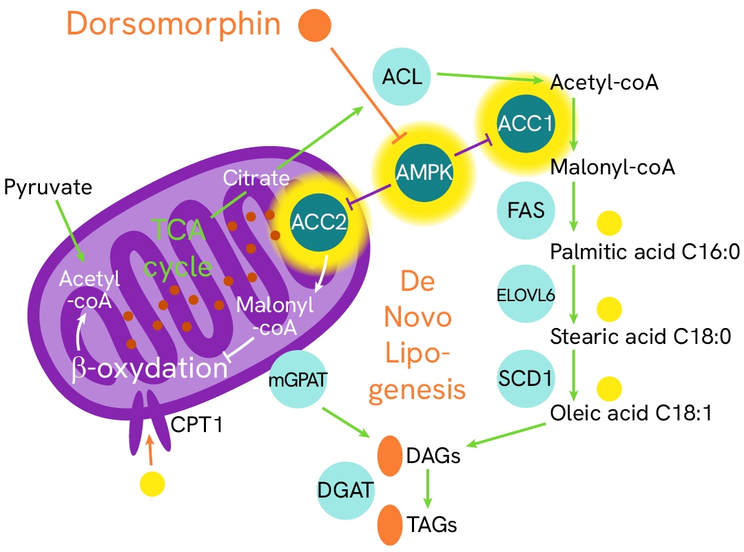 img mash masld webpage illustration 5