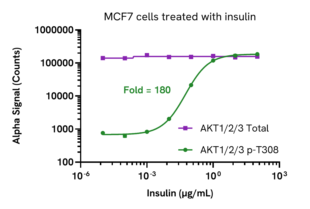 Activation of AKT1/2/3 Phospho (Thr308) in insulin treated cells