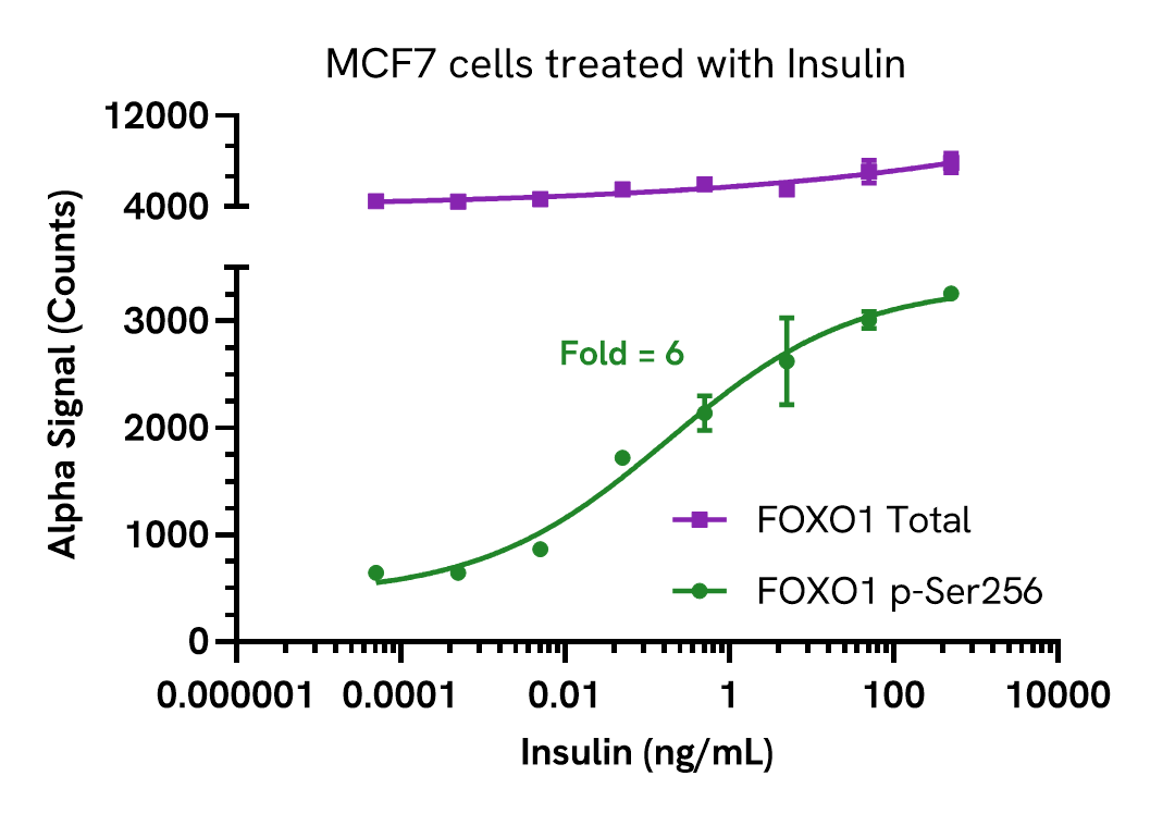 Pharmacological Validation (activator) of Phospho-FOXO1 (Ser256)