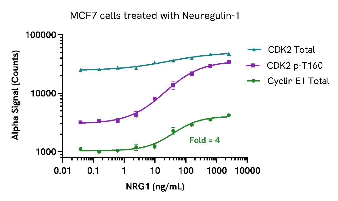 Upregulation of Cyclin E1 by Neuregulin-1