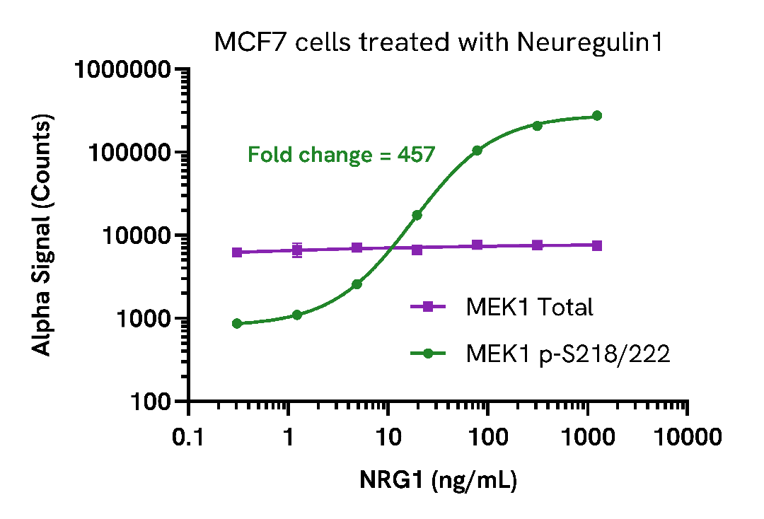 Activation of Phospho MEK1 (Ser218/222) in Neuregulin1 treated cells
