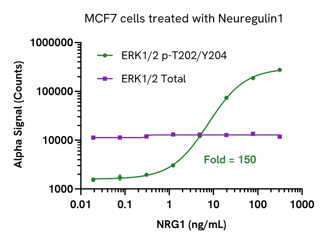 Activation of Phospho ERK1/2 (Thr202/Tyr204) in Neuregulin1 treated cells
