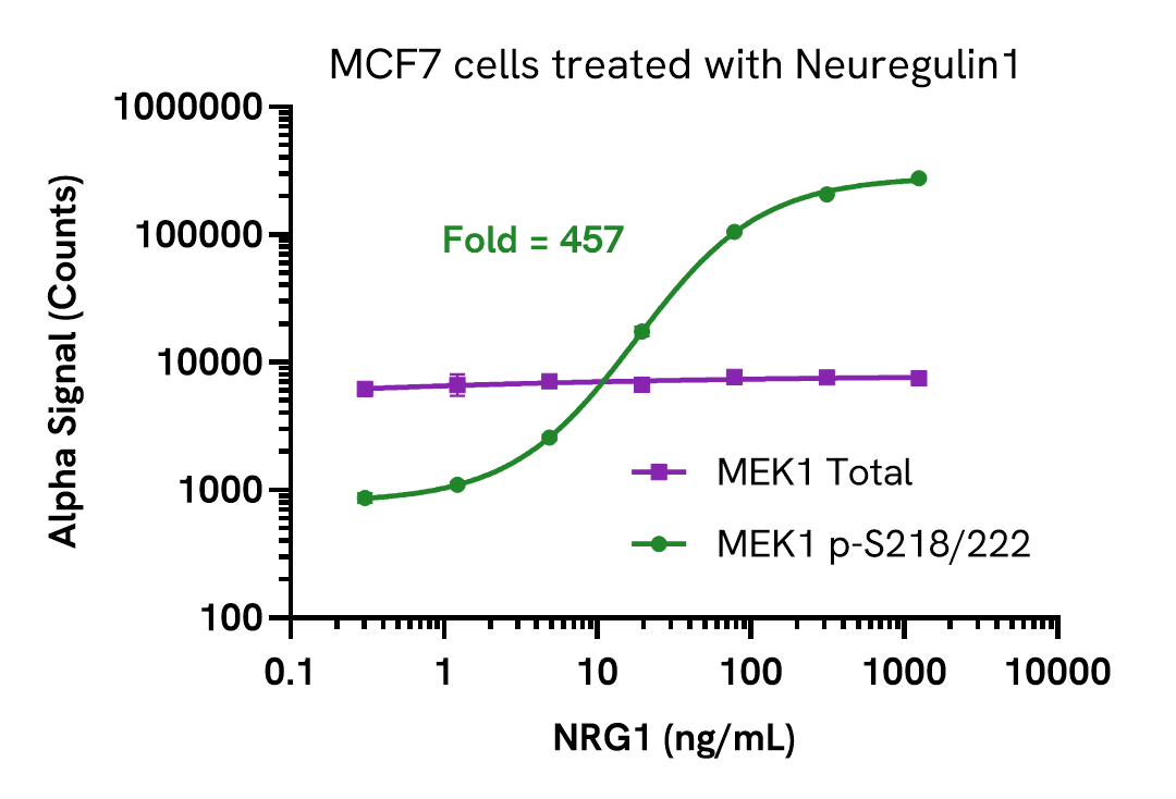 Validation of MEK1 Total in Neuregulin1 treated cells