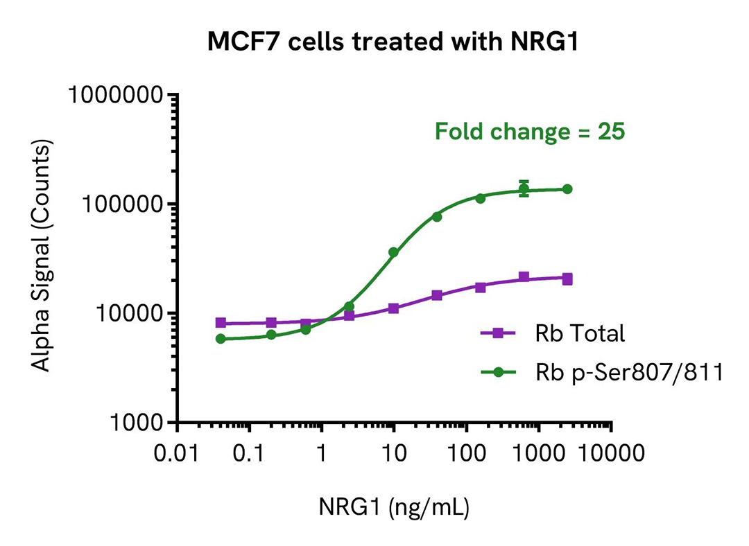 mcf7 cells treated with nrg1 alsu prb a