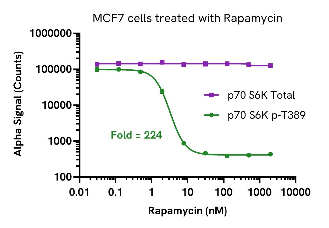 Inhibition of p70 S6K Phospho (Thr389) in MCF7 cells