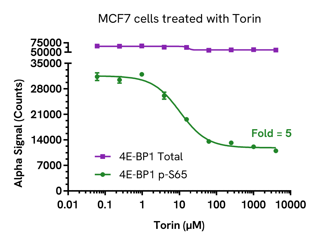 Pharmacological Validation (Inhibition) of 4E-BP1 Phospho (Ser65) assay​