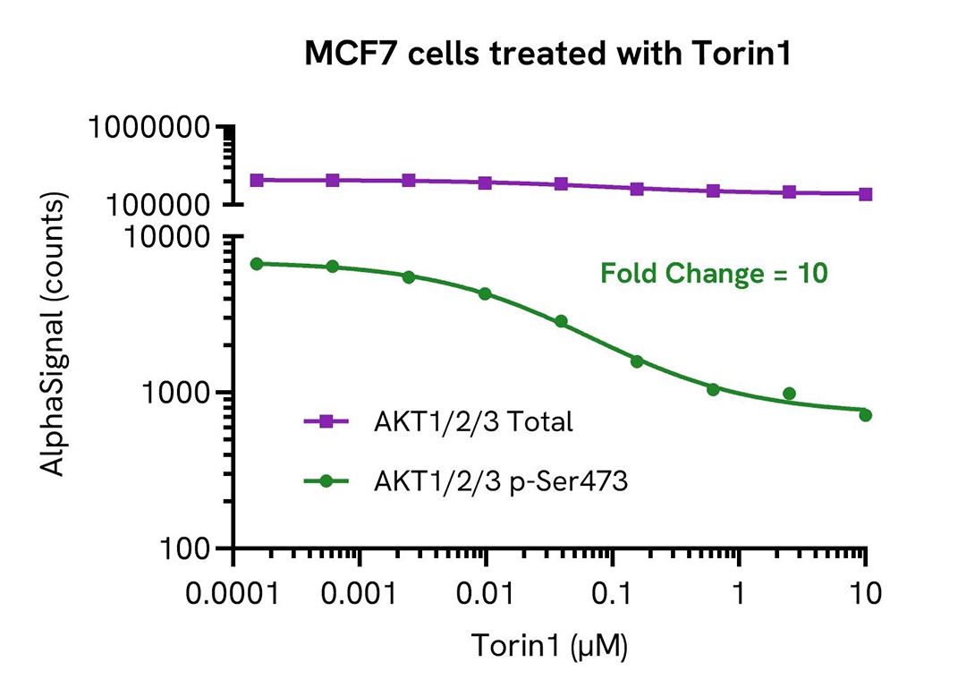 MCF7 cells treated with Torin1