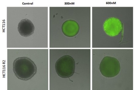 measure an increase in caspase