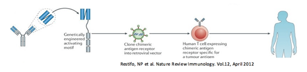 Measure CAR T-Mediated Cytotoxicity using Tracer