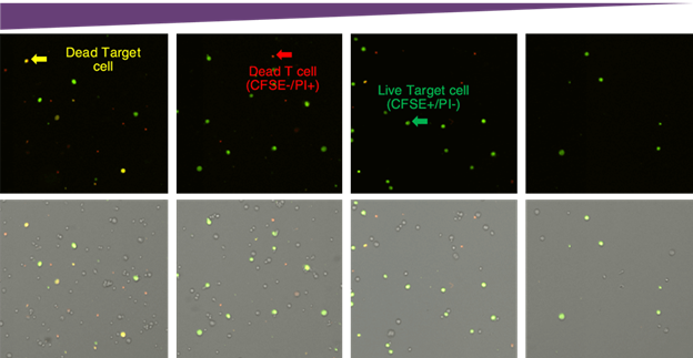 CAR T-Mediated Cytotoxicity using Tracer and Viability Dyes