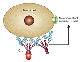 Measure Complement-Dependent Cytotoxicity