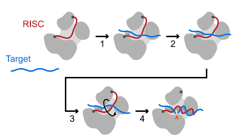 Mechanism Supports function