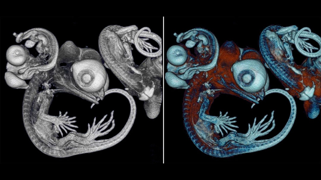 MicroCT imaging of lizard embryos