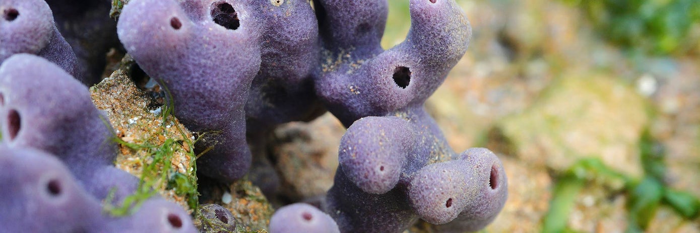 MicroRNA evolution in animals blog hero