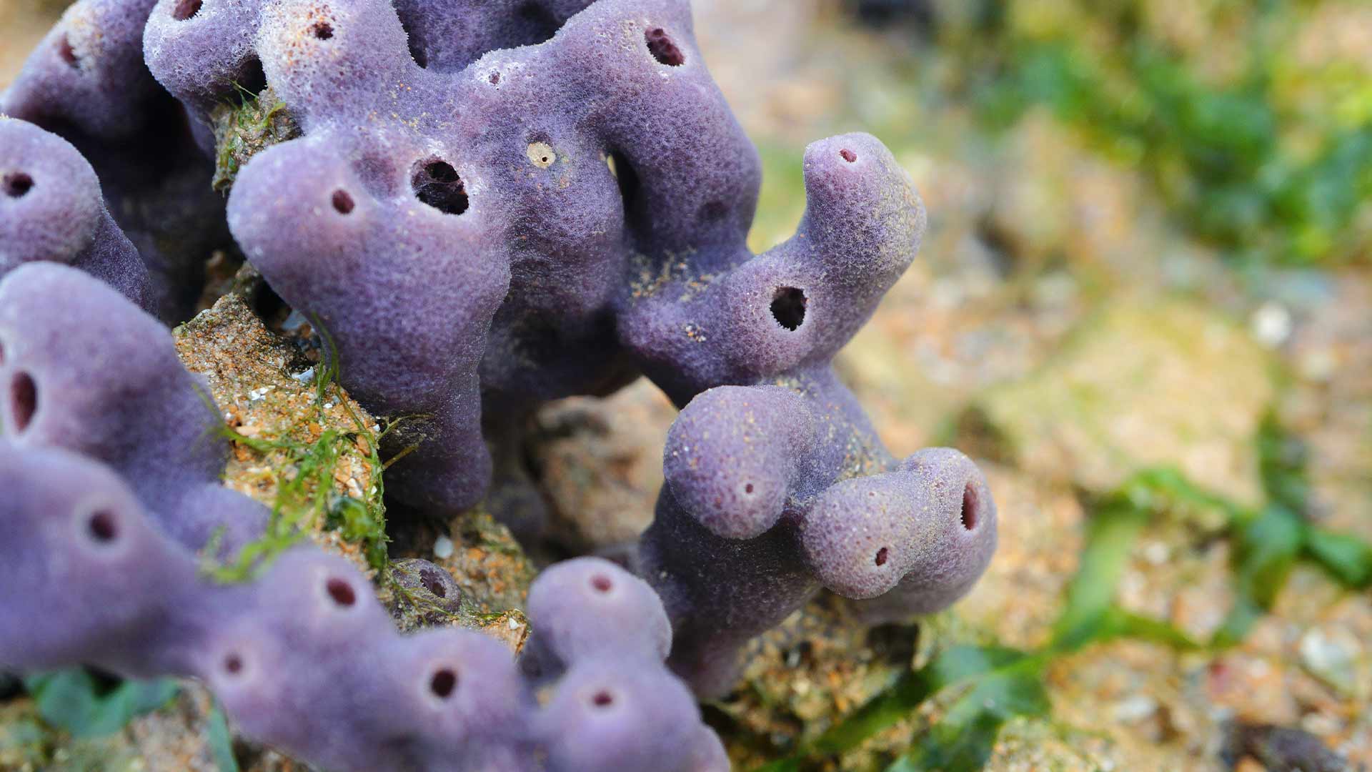 MicroRNA evolution in animals blog thumbnail