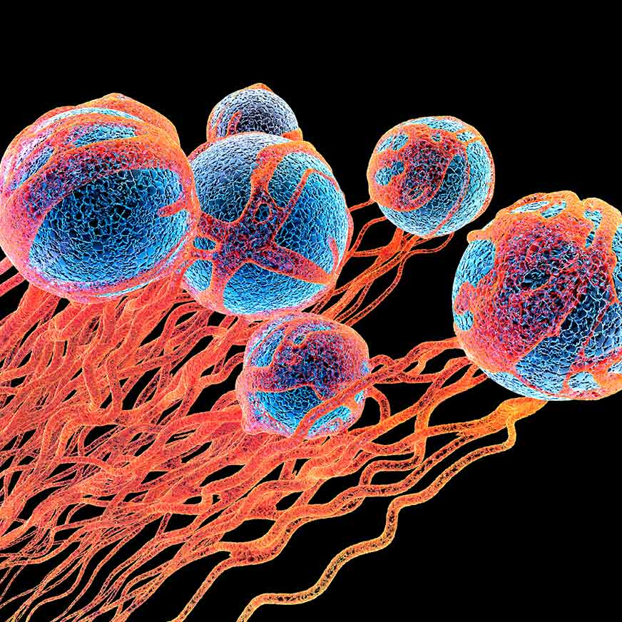 mimix ref standard logo