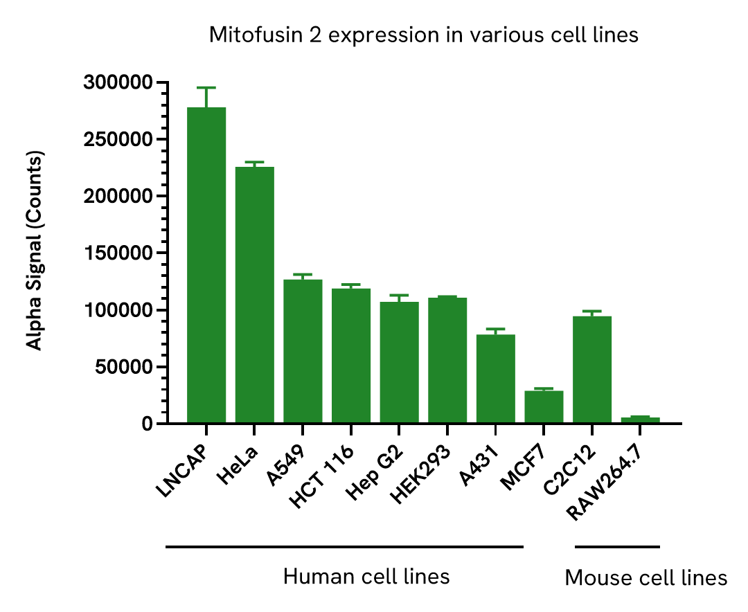Mitofusin 2 expression in various cell lines