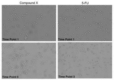 Monitor drug induced morphological changes