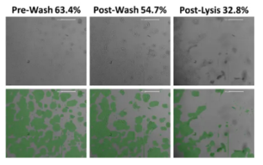 Monitor the effect of cell wash and lysis during cell based assay preparation
