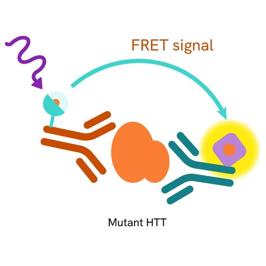 Mutant HTT Product Image