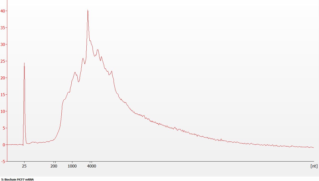~ 1.5% rRNA reads after poly(A) mRNA enrichment with NEXTFLEX Poly(A) Beads 2.0 from MCF-7 total RNA (oligo(dT) magnetic beads).