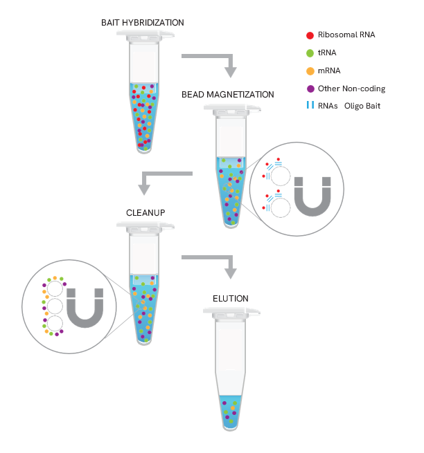 Workflow diagram for NEXTFLEX RiboNaut HMR rRNA depletion: bait hybridization, bead capture, cleanup, and elution produce rRNA-depleted RNA for RNA-seq.