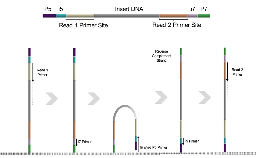 nova seq xx figure 1