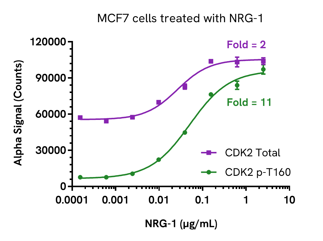 Pharmacological Validation (Activation) of CDK2 Phospho (Thr160) assay