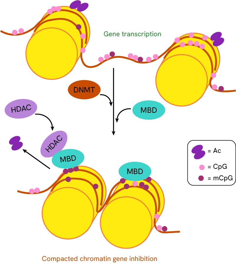 img-onco-reagents-cat-compacted-chromatin