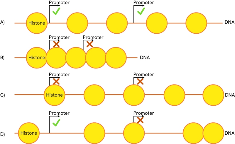 img-onco-reagents-cat-histone-modification