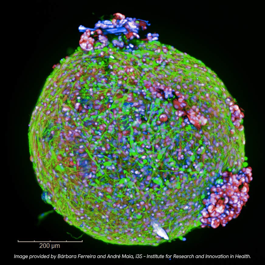 img-organoid-derived872x872