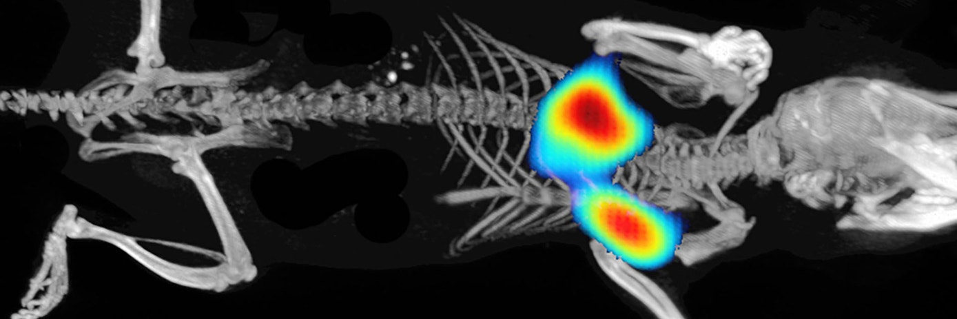 Orthotopic 4T1 breast cancer with IVISense Pan Cathepsin 750_SpectrumCT