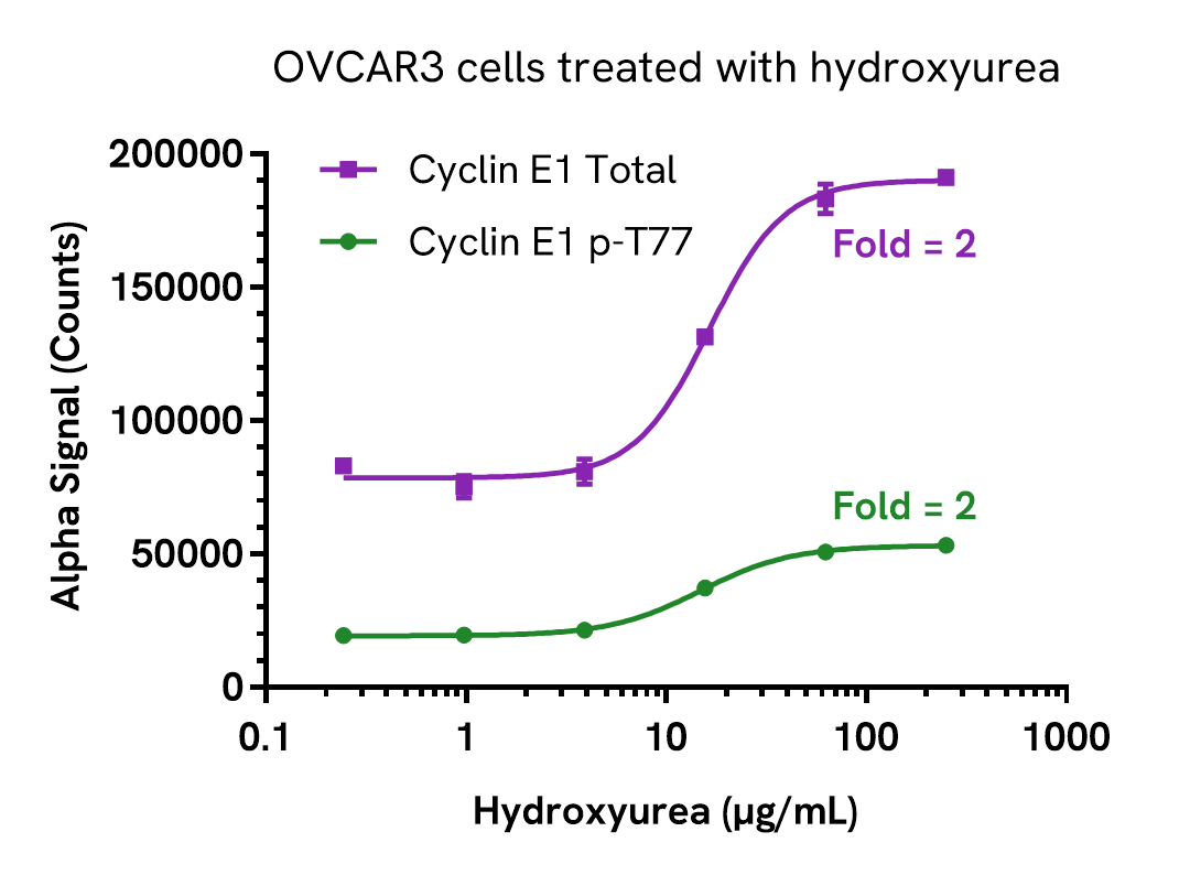 Pharmacological Validation (activator) of Cyclin E1 Phospho (Thr77)