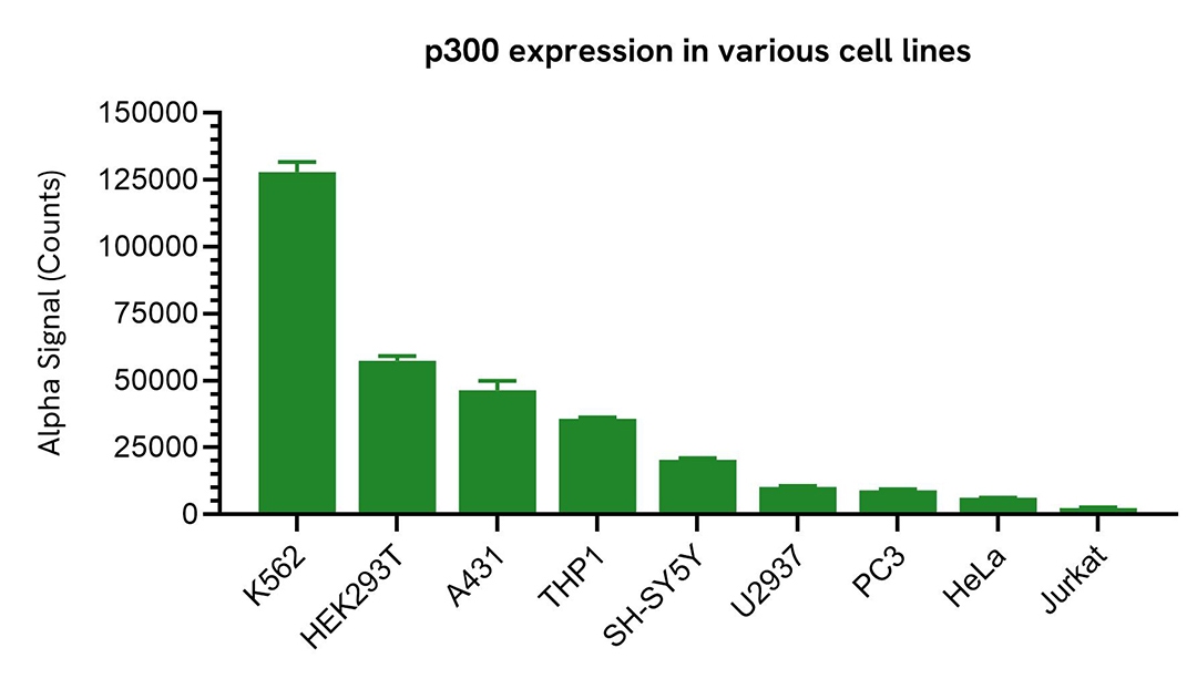  P300 expression in various cell lines
