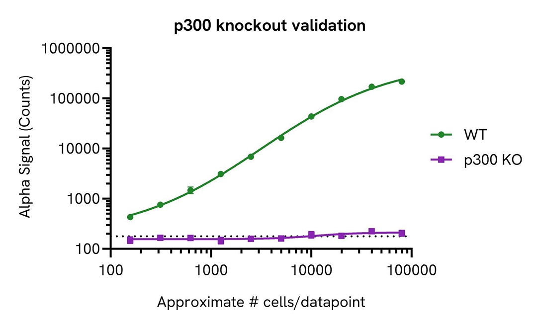 P300 Knockout Validation