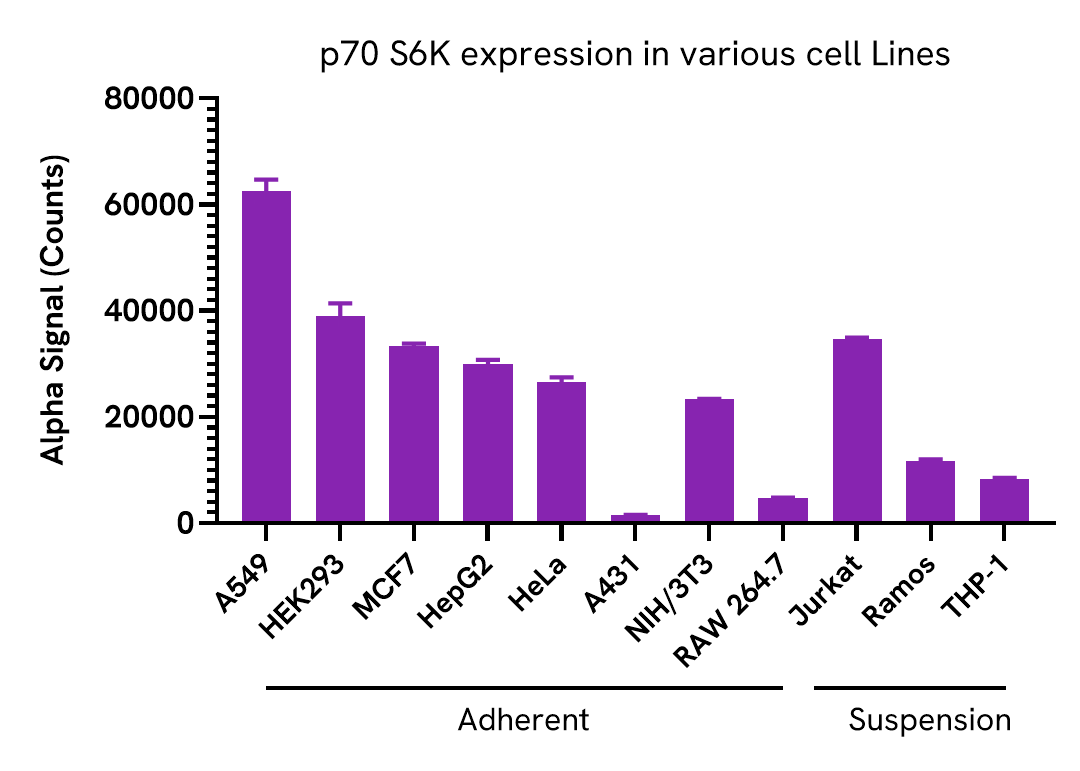 Versatility of p70 S6K Total assay in various cell lines