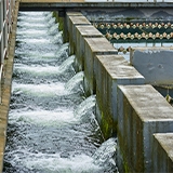 pathogen surveillance