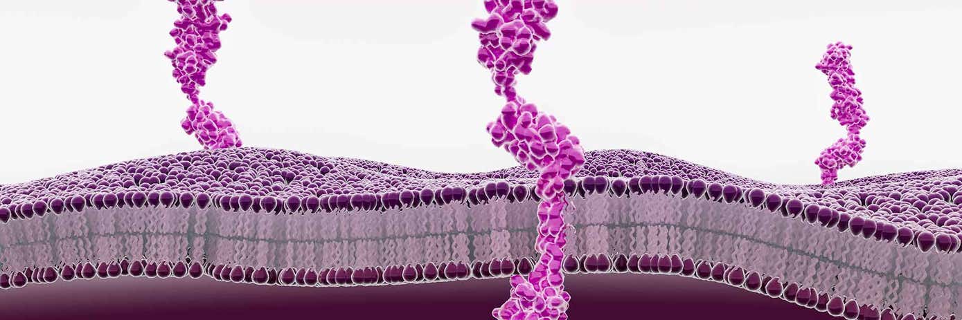 pbr assay applications characterization of anti obesity molecules glp1 hero