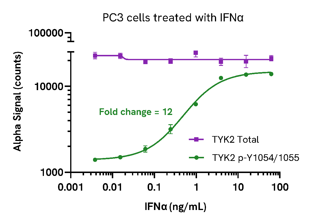 Induction of Phospho TYK2 (Tyr1054/1055) in endogenous cell models