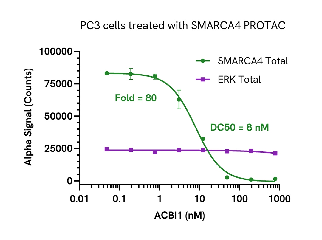 PROTAC mediated degradation of SMARCA4