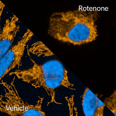 PhenoVue anti-TOM20 antibody primary image