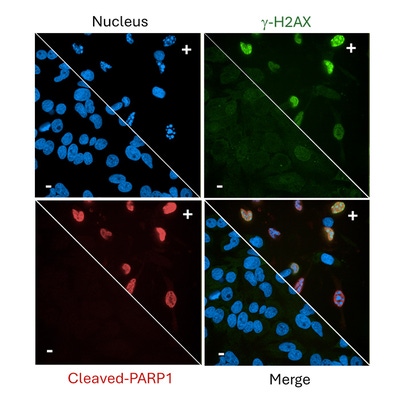 PhenoVue DNA Damage and Apoptosis Staining Kit