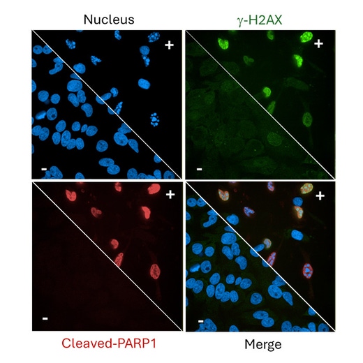 PhenoVue DNA Damage and Apoptosis Staining Kit
