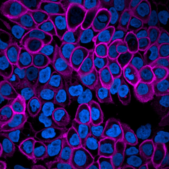 PhenoVue Fluor 400LS - Goat Anti-Mouse Antibody Highly Cross